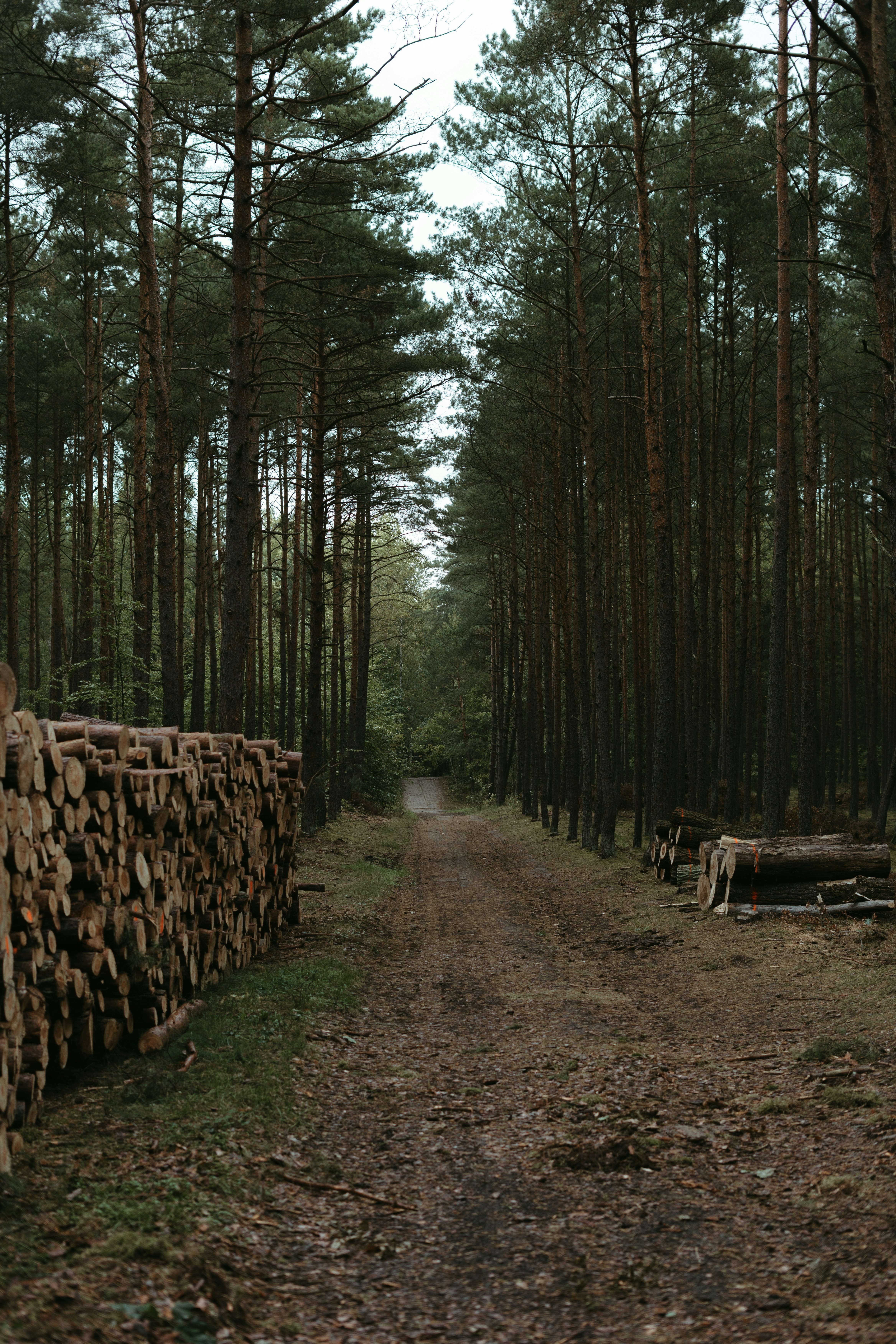polina kuzovkova ov3posny7su unsplash