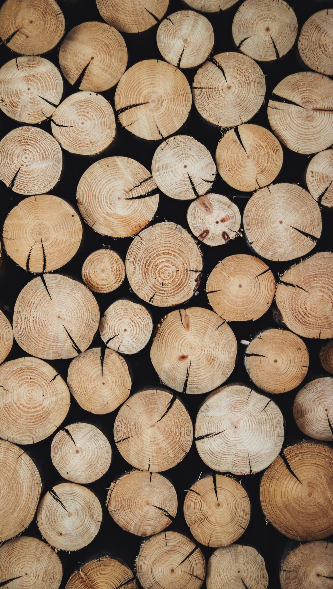zuzana kacerova vvqulxptah0 unsplash